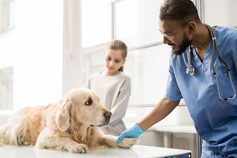 Urgences VETERINAIRES | Quelles sont les cliniques d’urgence vétérinaire sur Paris ?