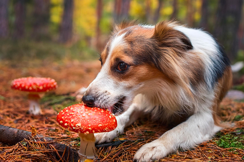 URGENCES VETERINAIRES | Intoxication Aux champignons