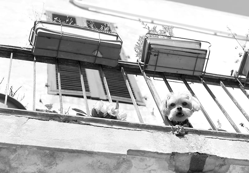 Mon Chat Est Tombe Du Balcon