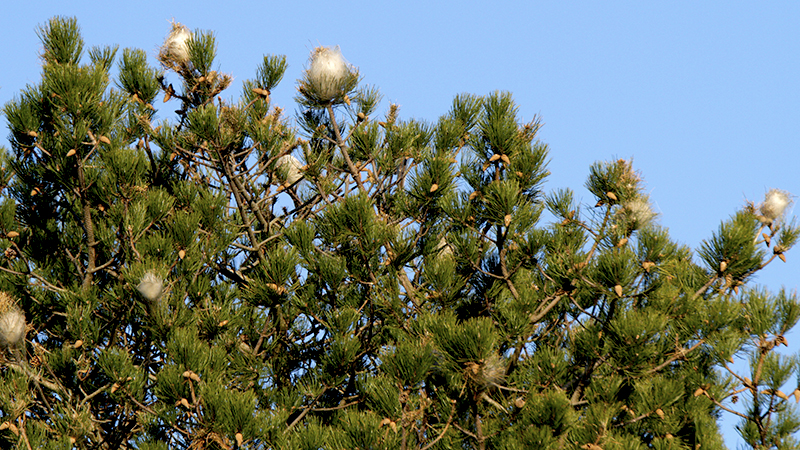 Cocon de chenilles processionnaires dans des pins