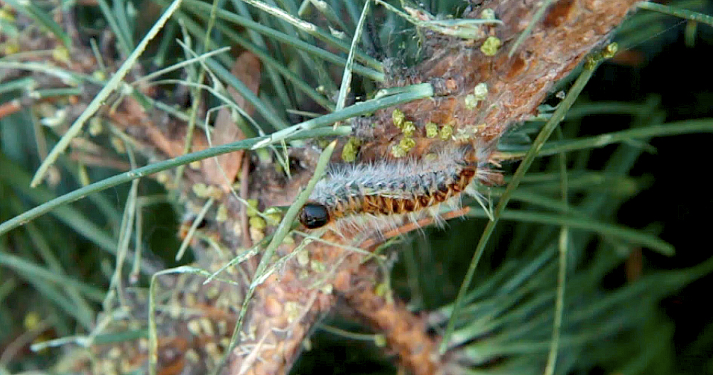 Gros plan sur une chenille processionnaire du pin