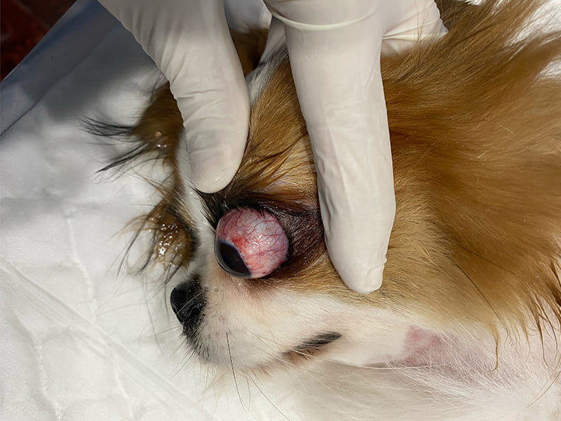 URGENCES VETERINAIRES | Intoxication L’EXOPHTALMIE CHEZ LES CHIENS ET CHATS