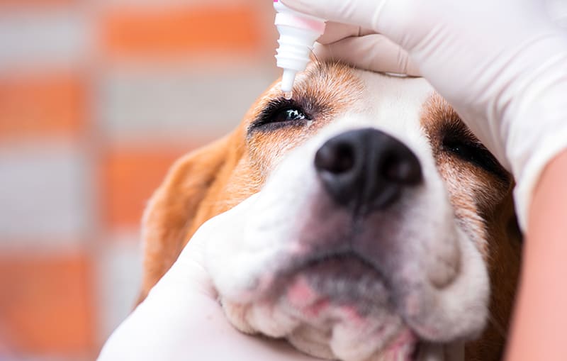 URGENCES VETERINAIRES | Intoxication LE GLAUCOME CHEZ LES CHIENS ET CHATS